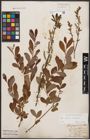 Foto von Salix aurita L. x Salix purpurea L.